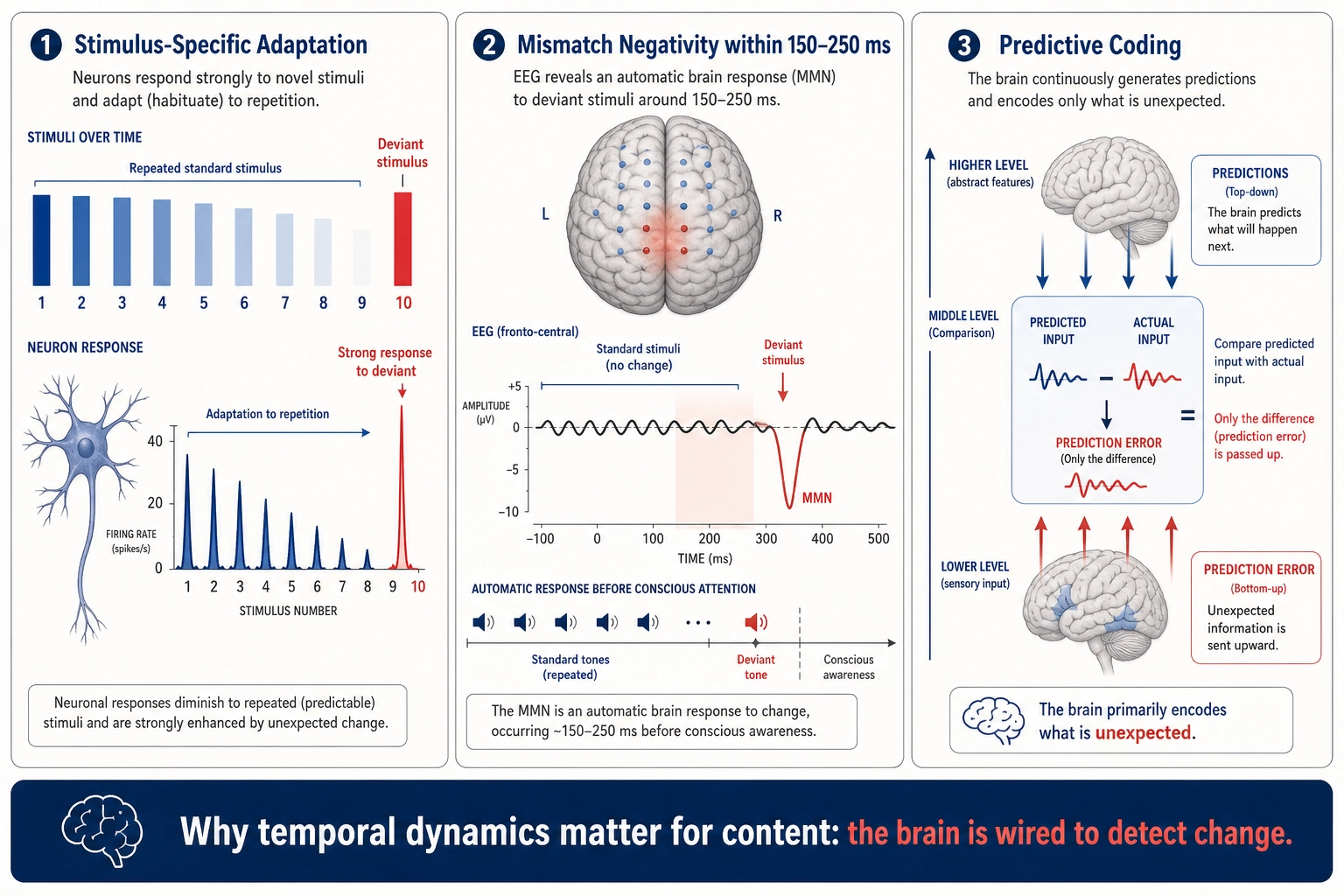 The brain's sensitivity to unexpected change - three converging lines of evidence. Stimulus-specific adaptation: neurons habituate to repeated stimuli and fire strongly to deviants. Mismatch Negativity: the brain generates an automatic electrical response within 150-250 milliseconds when sensory input deviates from an established pattern, before conscious attention. Predictive coding: the brain continuously predicts incoming input and primarily encodes prediction errors - only the difference between expected and actual input is propagated upward. The brain is wired to detect change, which is why temporal dynamics in content matter for engagement.