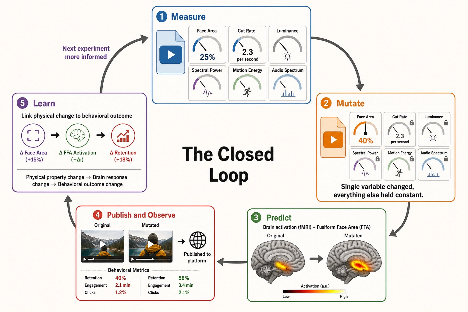 The controlled mutation closed loop - Khozai's core experimental method. Measure: extract six physical properties from the content file. Mutate: change one property (face area from 25% to 40%) while holding everything else constant. Predict: the brain encoding model shows the fusiform face area activating more strongly. Publish and Observe: release both versions, measure behavioral differences. Learn: link the physical property change through the brain activation shift to the behavioral outcome. The loop repeats - each experiment makes the next one more informed.