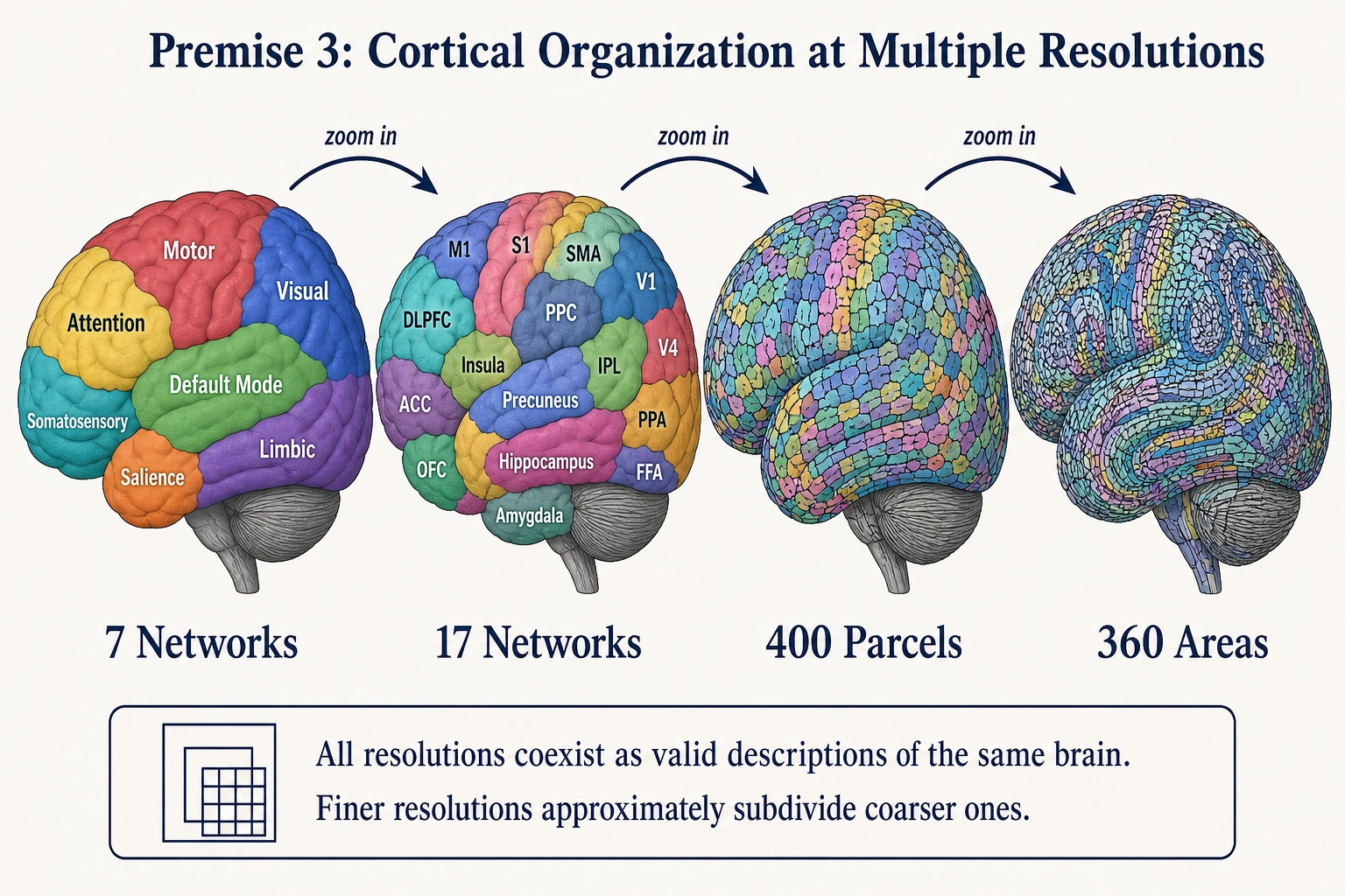 Premise 3: Cortical Organization Is Hierarchical and Multi-Resolution. The cortical surface viewed at four zoom levels. At the coarsest: 7 color-coded networks. Zooming in: 17 networks, then ~400 parcels, then ~360 distinct areas. Finer resolutions approximately subdivide coarser ones, though the nesting is not perfectly clean - a parcel may straddle two networks depending on the method. All resolutions coexist as valid descriptions of the same brain.