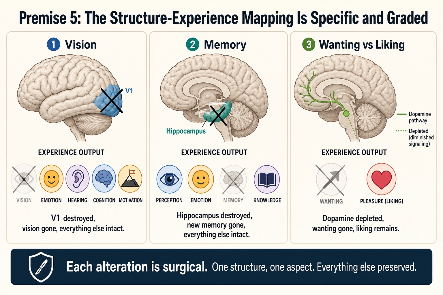 Premise 5: The Structure-Experience Mapping Is Specific and Graded. Three examples of selective elimination. Left: V1 destroyed - vision gone, but emotion, hearing, cognition, and motivation remain intact. Center: hippocampus destroyed (patient HM) - new memory formation gone, but perception, emotion, and existing knowledge remain intact. Right: dopamine depleted - wanting gone, but liking remains (the double dissociation demonstrated by Berridge & Robinson). Each alteration is surgical: one structure, one aspect, everything else preserved.