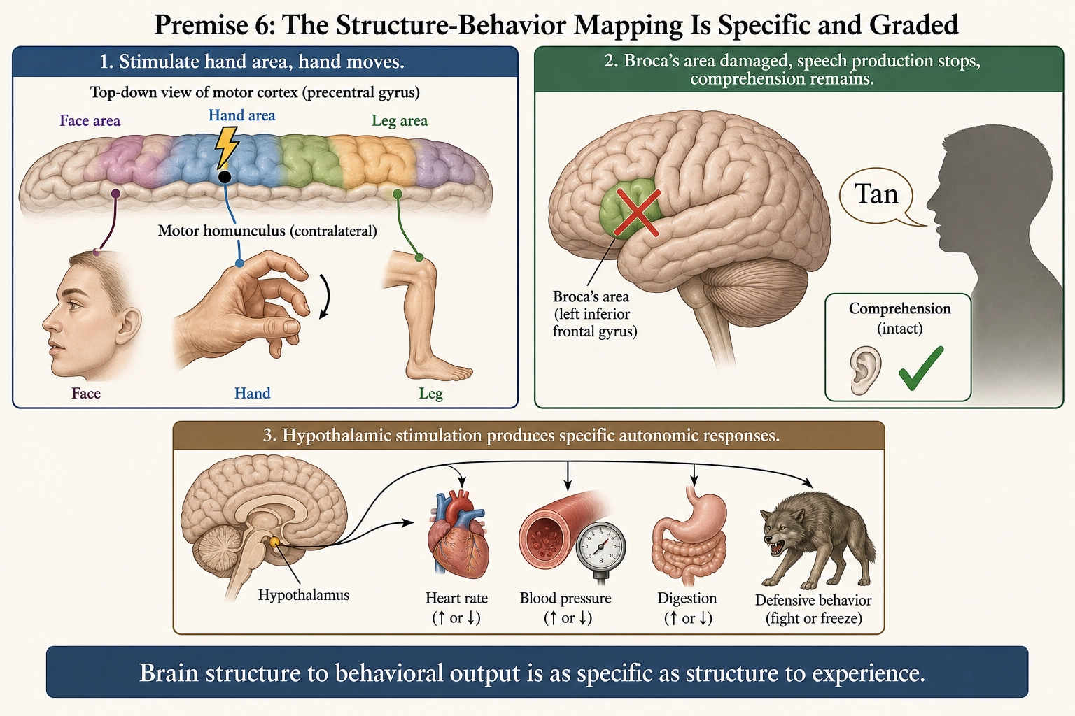 Premise 6: The Structure-Behavior Mapping Is Specific and Graded. Penfield's motor homunculus - specific cortex regions mapped to specific body parts. Left: stimulate the hand area, the hand moves. Right: damage Broca's area, speech production stops but comprehension remains. Below: hypothalamic stimulation produces specific physiological changes. The mapping from brain structure to behavioral output is as specific as the mapping from structure to experience.