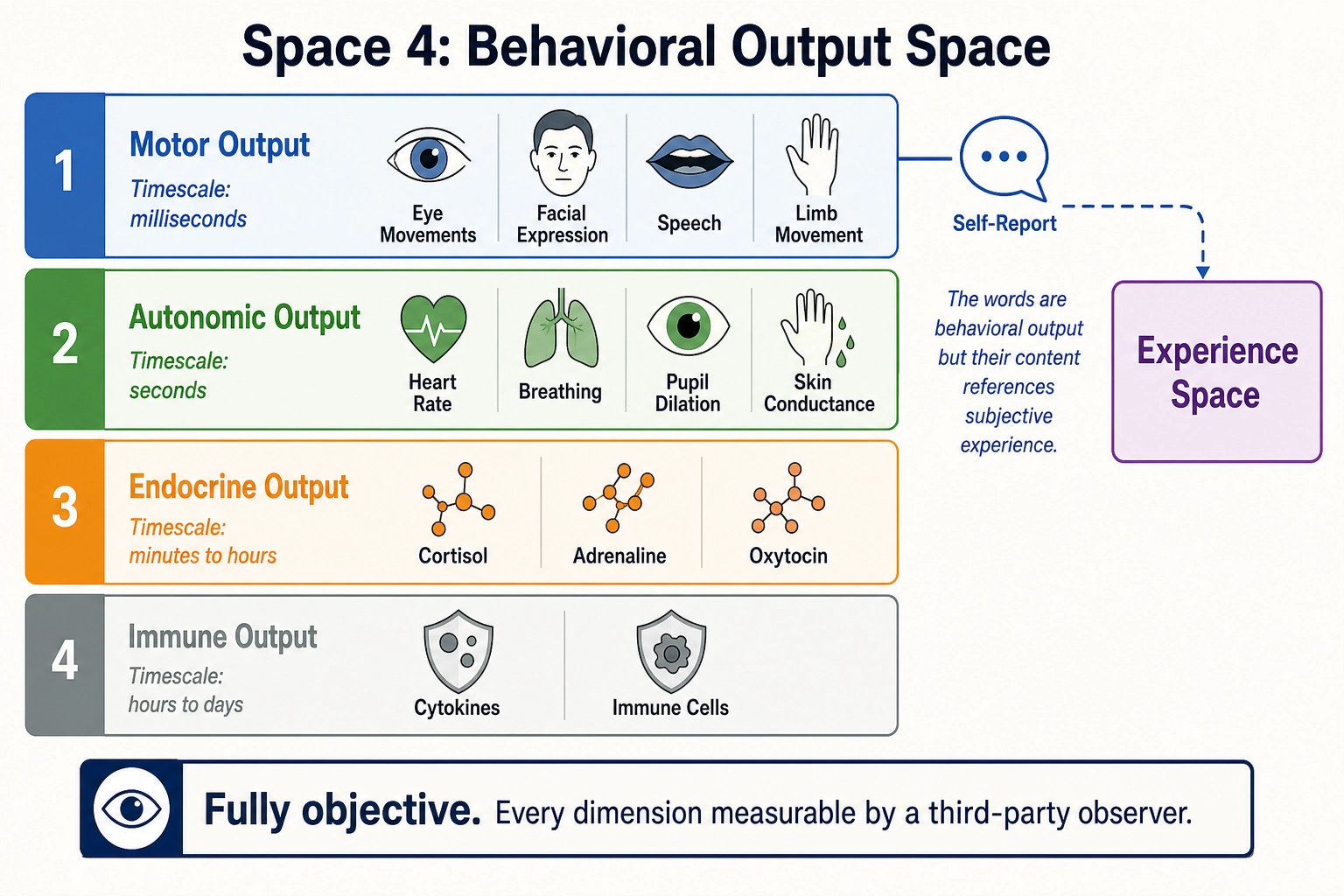 Space 4: Behavioral Output Space. Four output systems arranged by timescale: motor (milliseconds), autonomic (seconds), endocrine (minutes-hours), immune (hours-days). Self-report (a special case of motor output) bridges to Experience Space - the words are behavioral output, but their content references subjective experience. The space is fully objective: every dimension can be measured by a third-party observer.