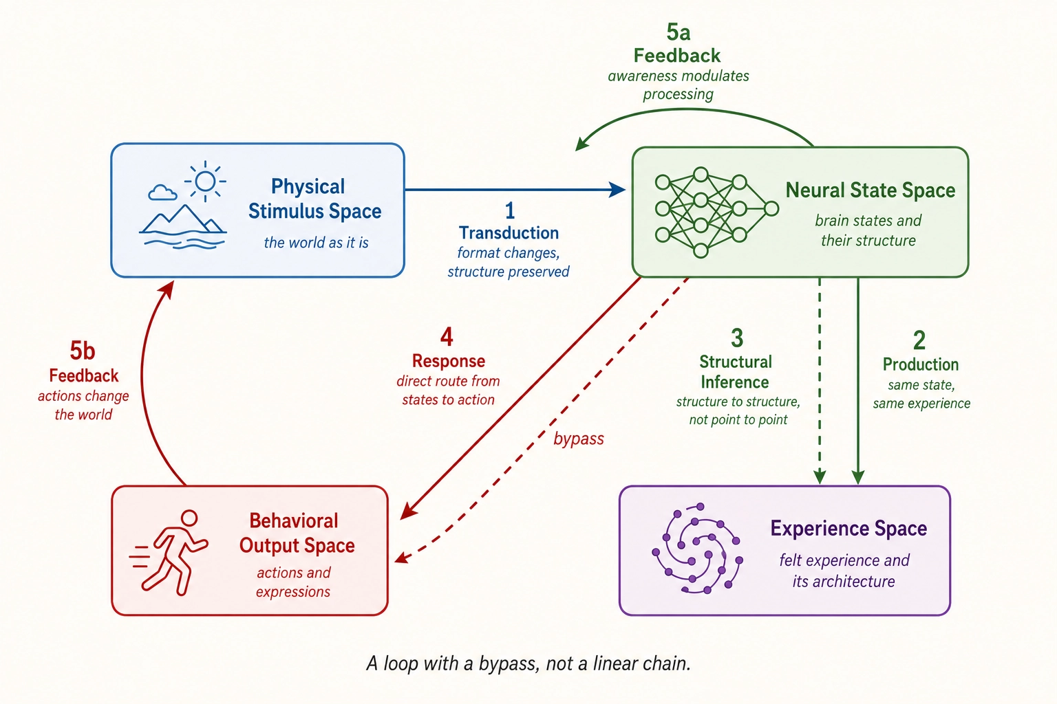 The five mappings connecting the four spaces. Physical Stimulus Space connects to Neural State Space via Transduction (Mapping 1). Neural State Space connects to Experience Space via Production (Mapping 2), with Structural Inference (Mapping 3) deriving architecture from architecture. Neural State Space connects to Behavioral Output Space via Response (Mapping 4), which can bypass Experience Space entirely. Two feedback loops close the circuit: Experience feeds back to Neural State, and Behavioral Output feeds back to Physical Stimulus. The full picture is a loop with a bypass, not a linear chain.