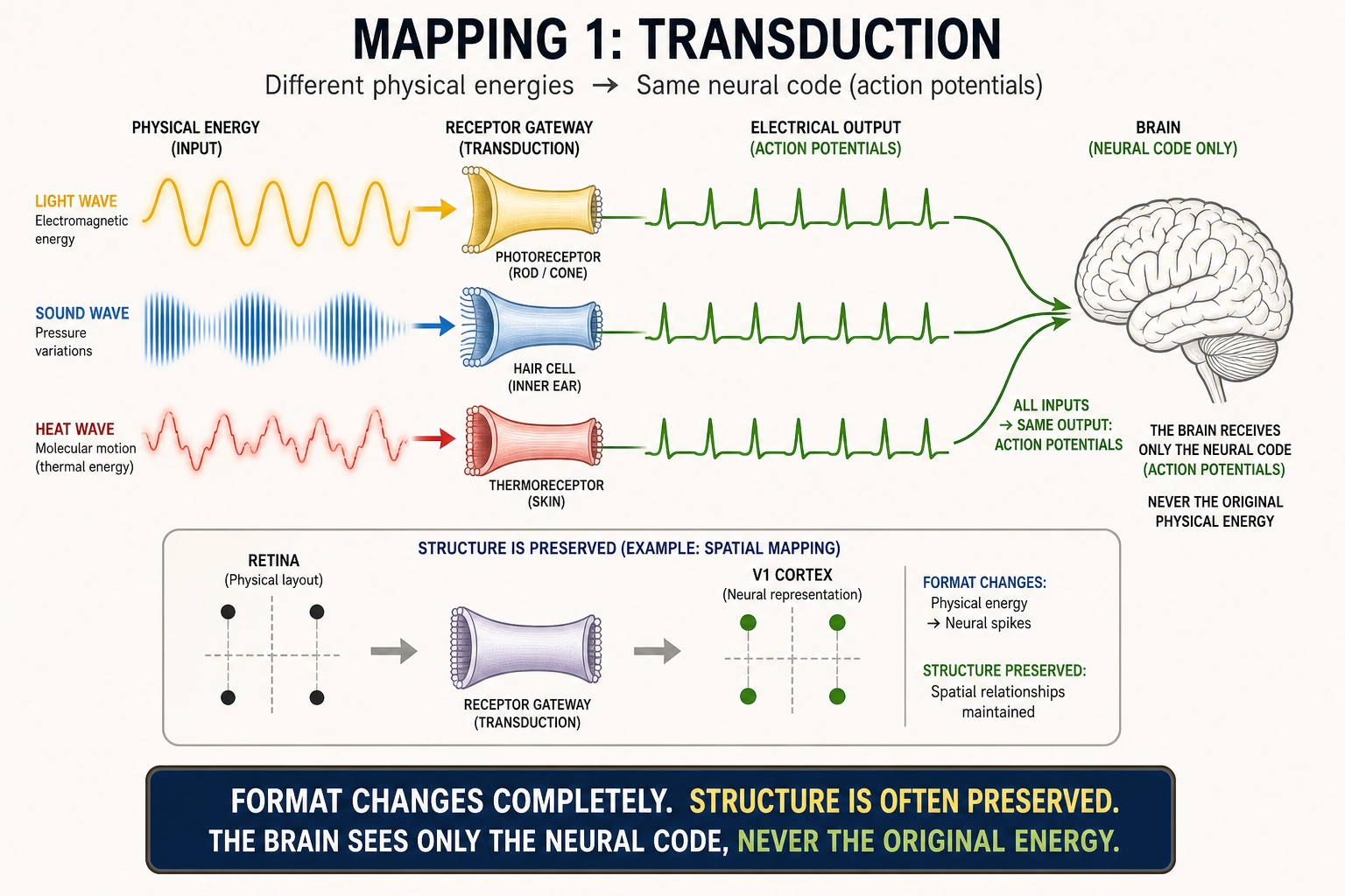 Mapping 1: Transduction. Physical energy enters through receptor systems and is converted into action potentials - the brain's universal currency. The format changes completely (photons become electrochemistry), but structural relationships are often preserved: spatial layout from the retina maps onto V1's cortical surface, and frequency relationships from the cochlea map onto auditory cortex. The brain cannot access the original physical energy, only the neural code that represents it.