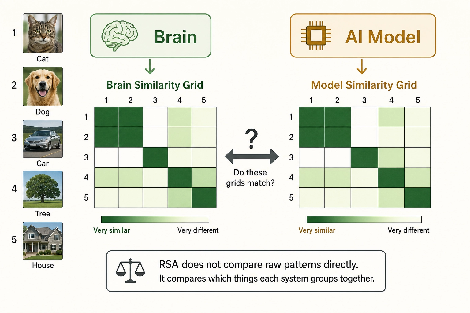 Representational similarity analysis (RSA). The same content is shown to both a model and a brain. Each produces internal patterns for every item. For each pair of items, the similarity between patterns is computed, producing a similarity grid. If the model's grid and the brain's grid match - both say cat and dog are similar but different from car - then the two systems organize information in similar ways.