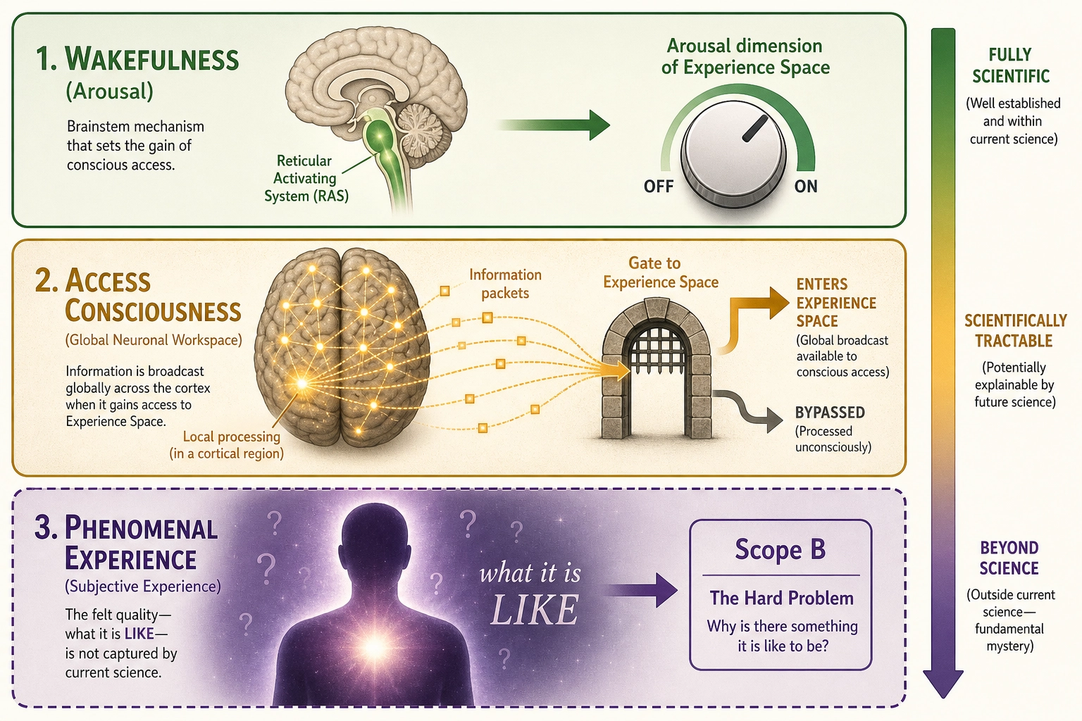 Three senses of consciousness. Wakefulness (regulated by the brainstem's reticular activating system) is fully within science and maps to the Arousal dimension of Experience Space. Access consciousness (information broadcast across cortical networks, per Global Neuronal Workspace theory) is scientifically tractable and distinguishes processing that produces Experience Space points from processing that bypasses it. Phenomenal experience (what it is LIKE) is outside current science - the hard problem - and corresponds to Scope B of Experience Space.