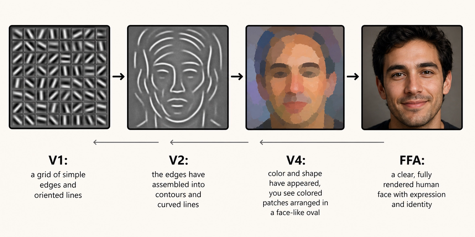 What each level of the visual hierarchy "sees." V1 detects edges. V2 assembles contours. V4 adds color and shape. The fusiform face area (FFA) recognizes the face. Feedforward connections build complexity upward; feedback connections carry predictions downward.
