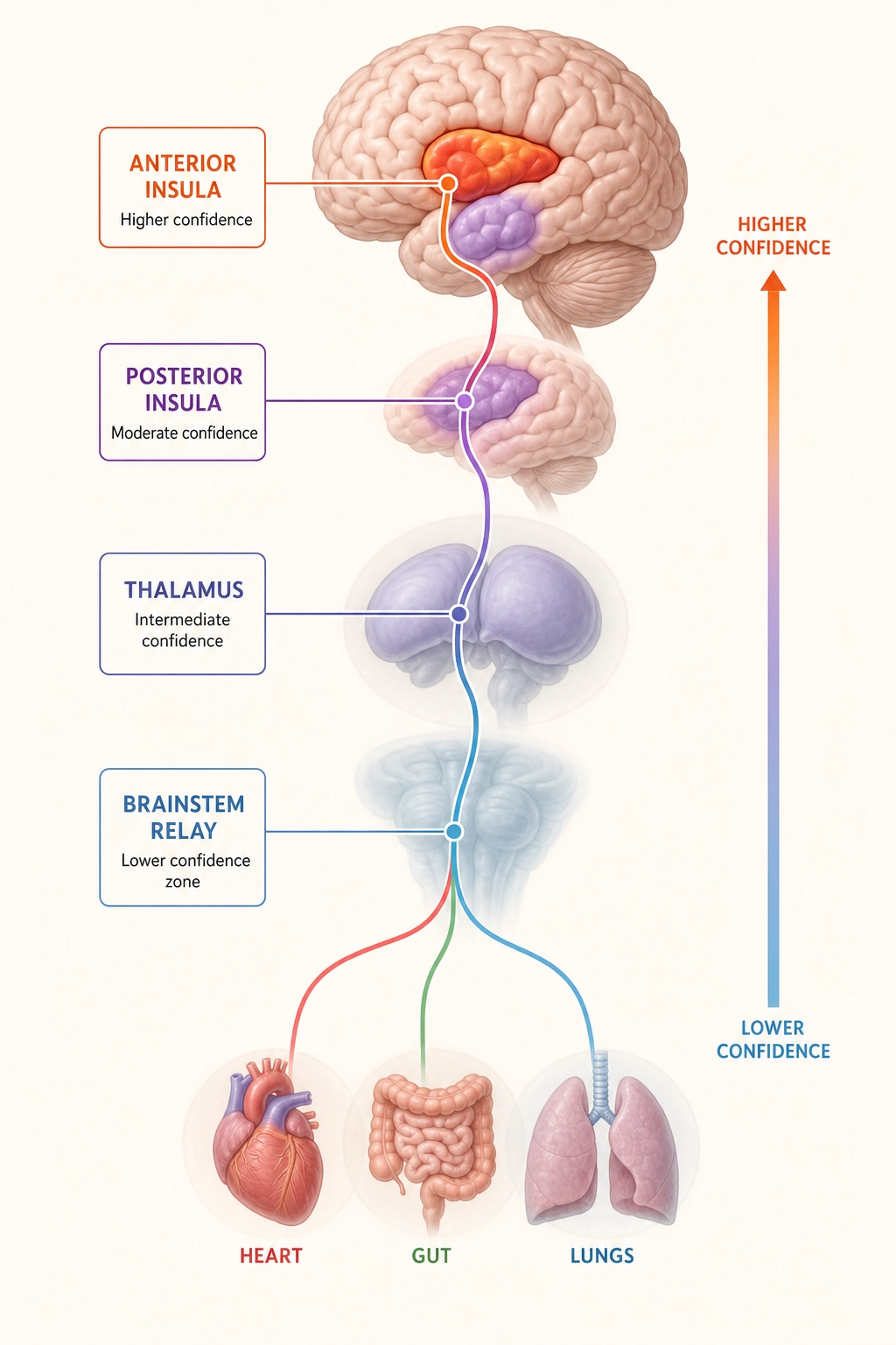 The interoceptive pathway. Body organs send signals upward through the brainstem and thalamus - deep structures where the fMRI training data was noisier, so Khozai's predictions are less precise - to the posterior insula, then to the anterior insula on the cortical surface, where predictions are more precise.