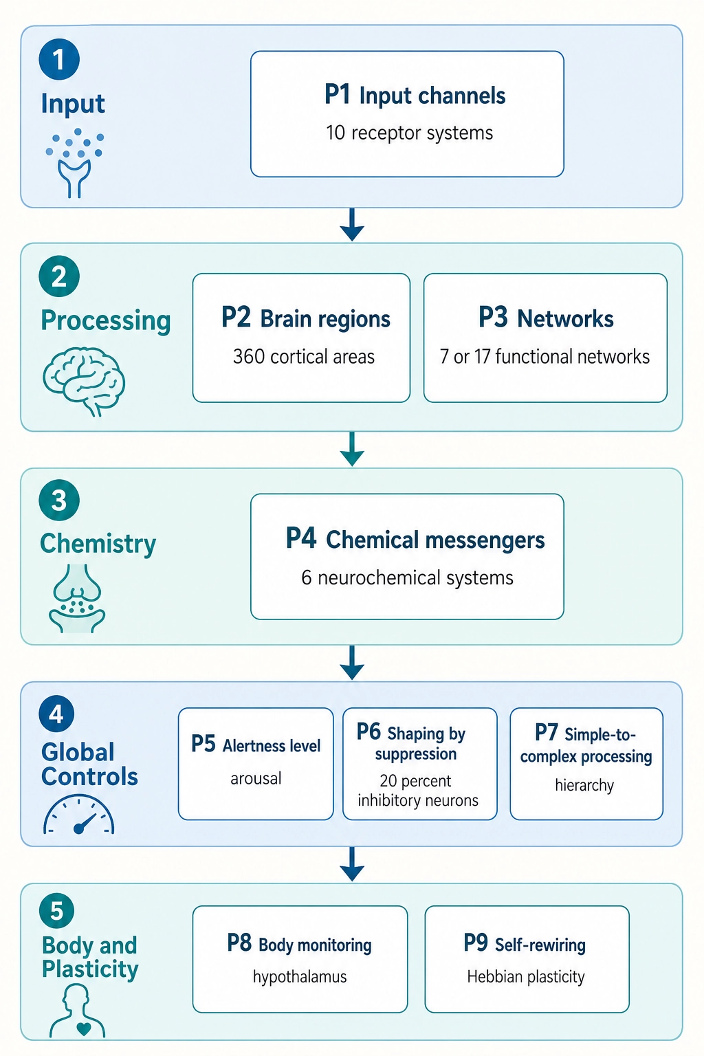 The nine hardware properties grouped by function: Input (P1: 10 receptor systems), Processing (P2: ~360 cortical areas, P3: 7/17 functional networks), Chemistry (P4: 6 neurochemical systems), Global Controls (P5: alertness/arousal, P6: shaping by suppression, P7: simple-to-complex hierarchy), and Body & Plasticity (P8: body monitoring, P9: self-rewiring). Signals flow from input through processing, modulated by chemistry and global controls, with body state and plasticity feeding back.