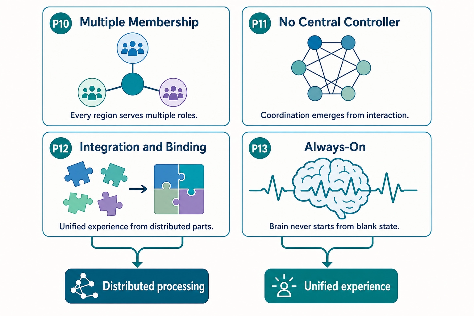 Four architectural principles: P10 (every region serves multiple roles), P11 (no central controller - coordination emerges from interaction), P12 (unified experience from distributed processing), P13 (always-on - brain never starts from blank state). Together they produce distributed processing and unified experience.