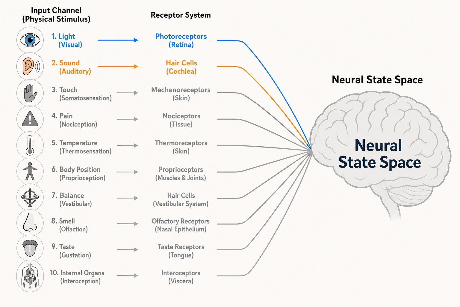 The brain's ten input channels. Each physical stimulus type (light, sound, touch, pain, temperature, body position, balance, smell, taste, internal organ state) enters through its dedicated receptor system, all converging on the brain. Vision and hearing (highlighted) are the two channels video content uses. The other eight are muted - present in the brain's wiring but not carrying video signal.