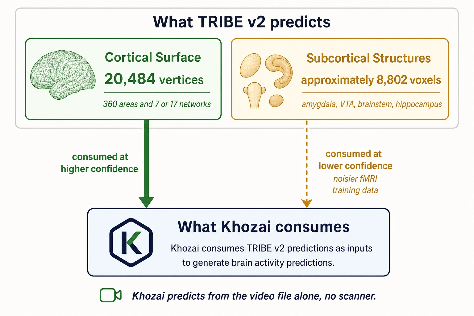 How Khozai consumes TRIBE v2's predictions. TRIBE v2 predicts cortical surface activation (20,484 vertices, ~360 areas) and subcortical activation (~8,802 voxels). Khozai consumes cortical predictions at higher confidence (cleaner fMRI training data) and subcortical predictions at lower confidence (noisier fMRI training data from depth). Khozai predicts from the video file alone - no scanner.