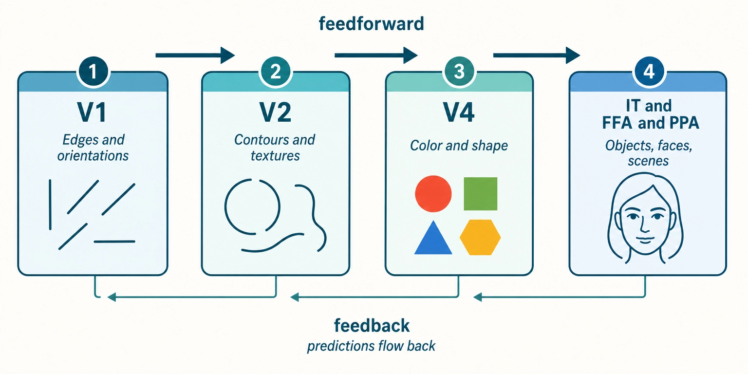 The visual processing hierarchy. V1 detects edges and orientations. V2 assembles contours and textures. V4 adds color and shape. IT/FFA/PPA recognizes objects, faces, and scenes. Feedforward connections build complexity upward; feedback connections carry predictions back down.