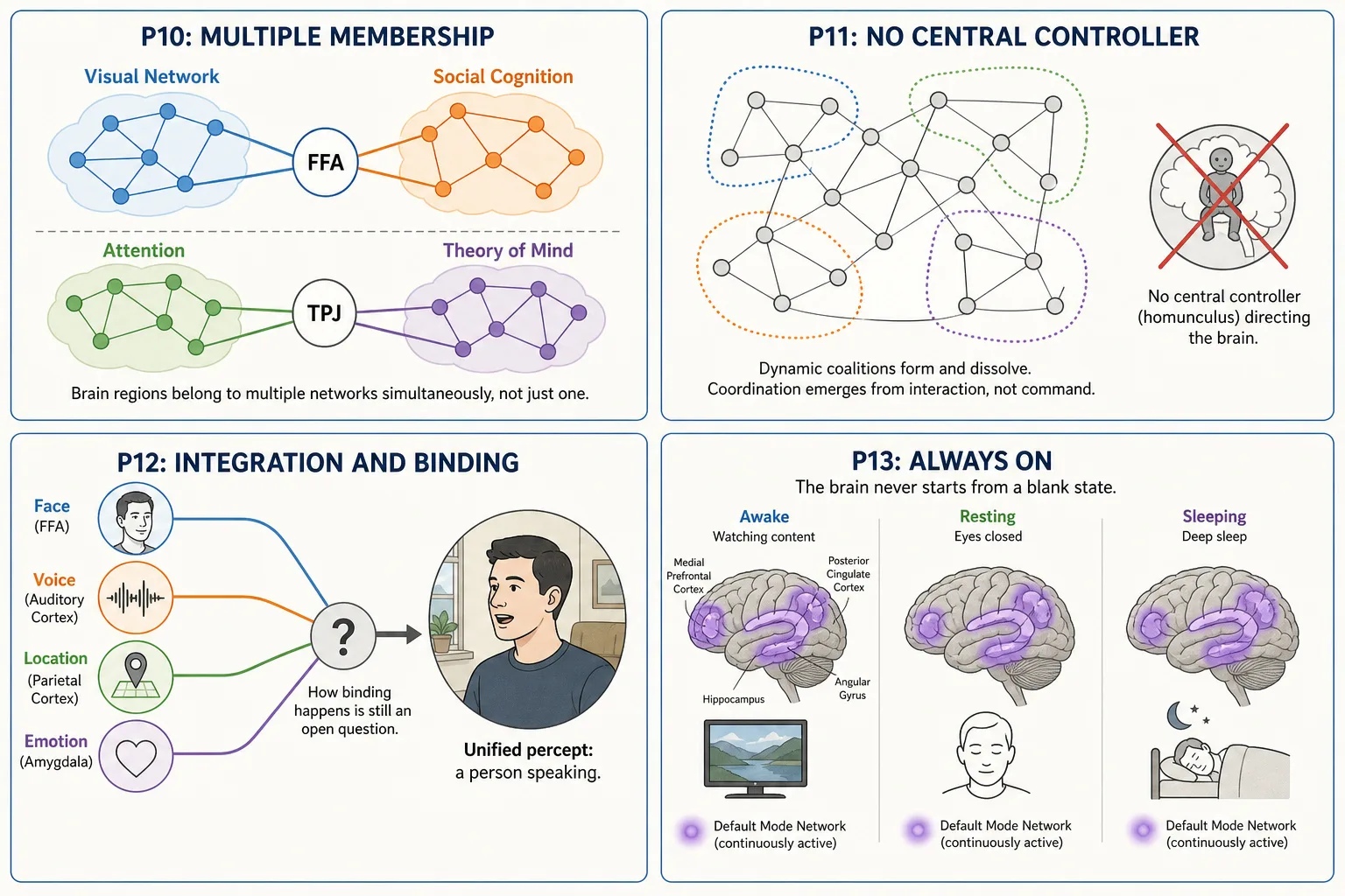Four architectural principles of the brain. P10 Multiple Membership: every cortical region belongs to multiple functional networks simultaneously - the FFA participates in both visual and social-cognition processing, the TPJ contributes to both attention and theory of mind. P11 No Central Controller: no homunculus, no executive region - coordination emerges from dynamic coalitions of regions that temporarily synchronize and reconfigure. P12 Integration/Binding: the brain produces unified subjective experience from distributed processing across many separate regions - how binding happens is still an open question. P13 Always-On: the brain never fully turns off, the default mode network is active during rest, and the viewer brings their current mental state to every piece of content.