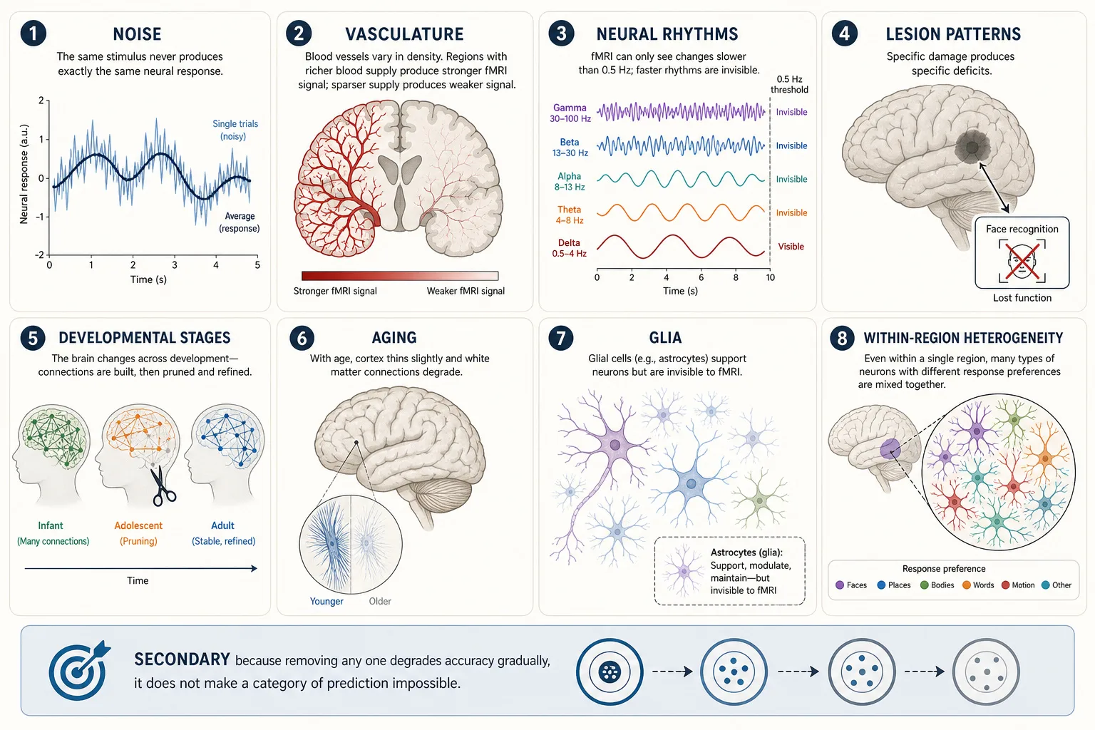 Eight secondary properties of the brain. Noise: neural firing is inherently random, the same stimulus never produces exactly the same response. Vasculature: fMRI measures blood-flow changes, not neural firing directly, and blood-supply density varies by region. Neural rhythms: the brain pulses in frequency bands (delta, theta, alpha, beta, gamma) that shift dozens of times per second during content viewing - invisible to fMRI. Lesion patterns: specific damage produces specific deficits, mapping the structure-experience relationship. Developmental stages: infant hyperplasticity, adolescent pruning, adult stability. Aging: cortical thinning and neurochemical decline. Glia: support cells invisible to fMRI. Within-region heterogeneity: diverse neurons mixed within each region. Secondary because removing any one degrades accuracy gradually - it does not make a category of prediction impossible.