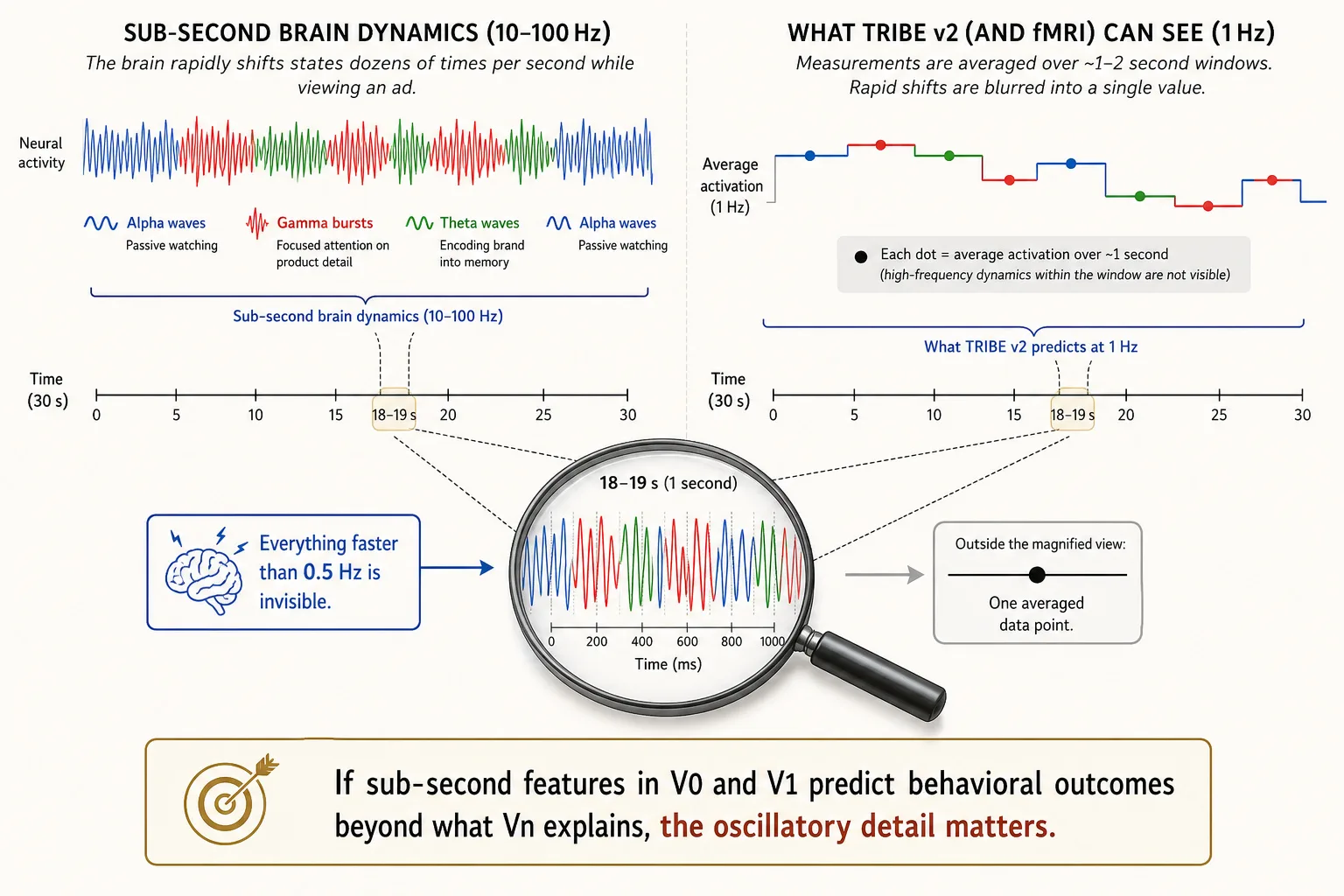 The oscillatory blindspot. During a 30-second ad, the viewer's brain shifts rapidly between states: alpha (passive watching), gamma (focused attention on a product detail), theta (encoding the brand into memory) - dozens of times per second. But fMRI averages over 1-2 second windows, so TRIBE v2 predicts one averaged activation level per second. Everything faster than 0.5 Hz is invisible. The rapid alpha-gamma-theta shifts within each second are blurred into a single data point. If sub-second content features in V0 and V1 predict behavioral outcomes beyond what Vn explains, this oscillatory detail matters.