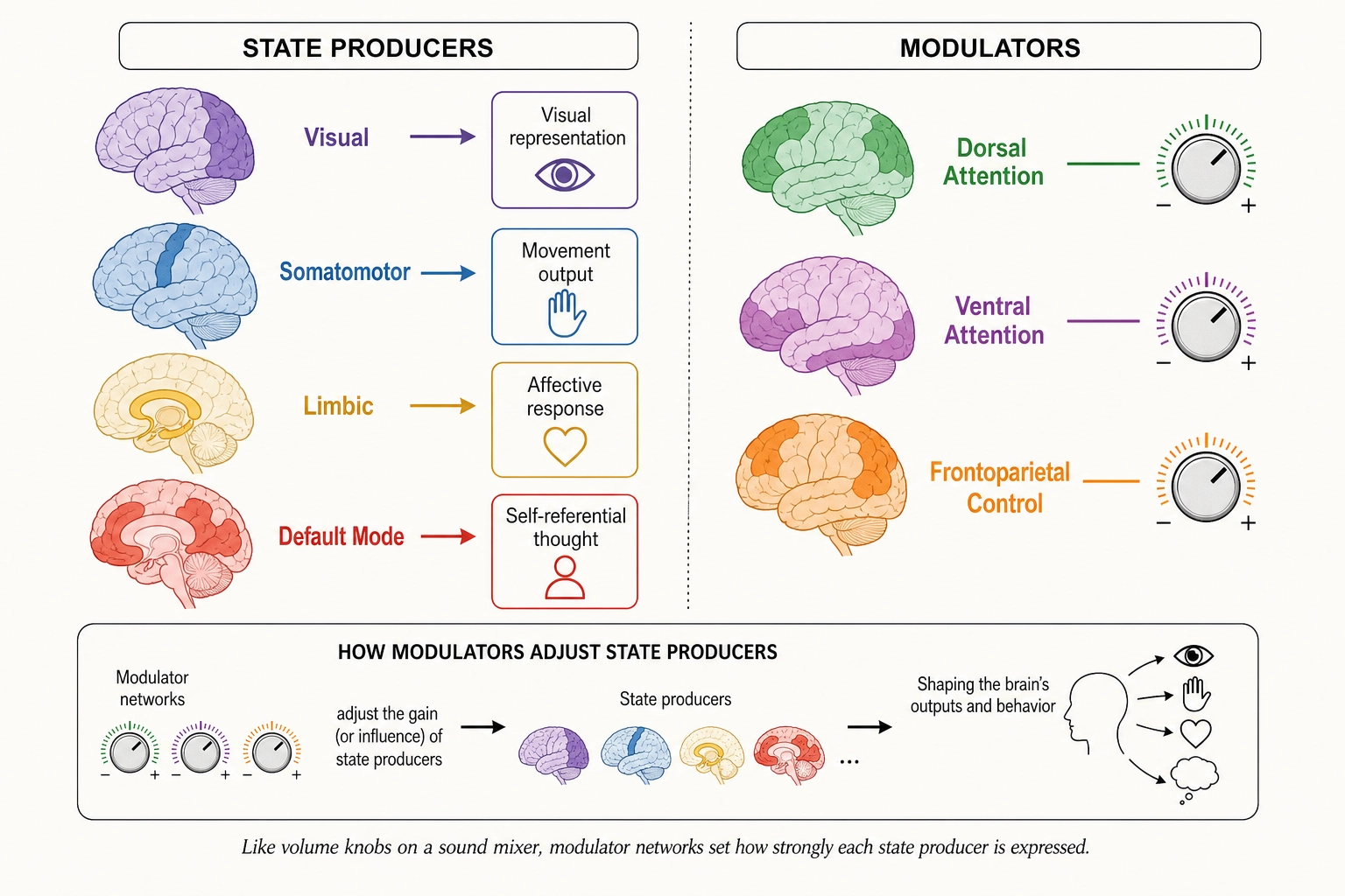Network classification under Tool 5. State producers (Visual, Somatomotor, Limbic, Default Mode) each generate a specific aspect of subjective experience. Modulators (Dorsal Attention, Ventral Attention, Frontoparietal Control) adjust how state producers operate without producing their own experiential dimension.