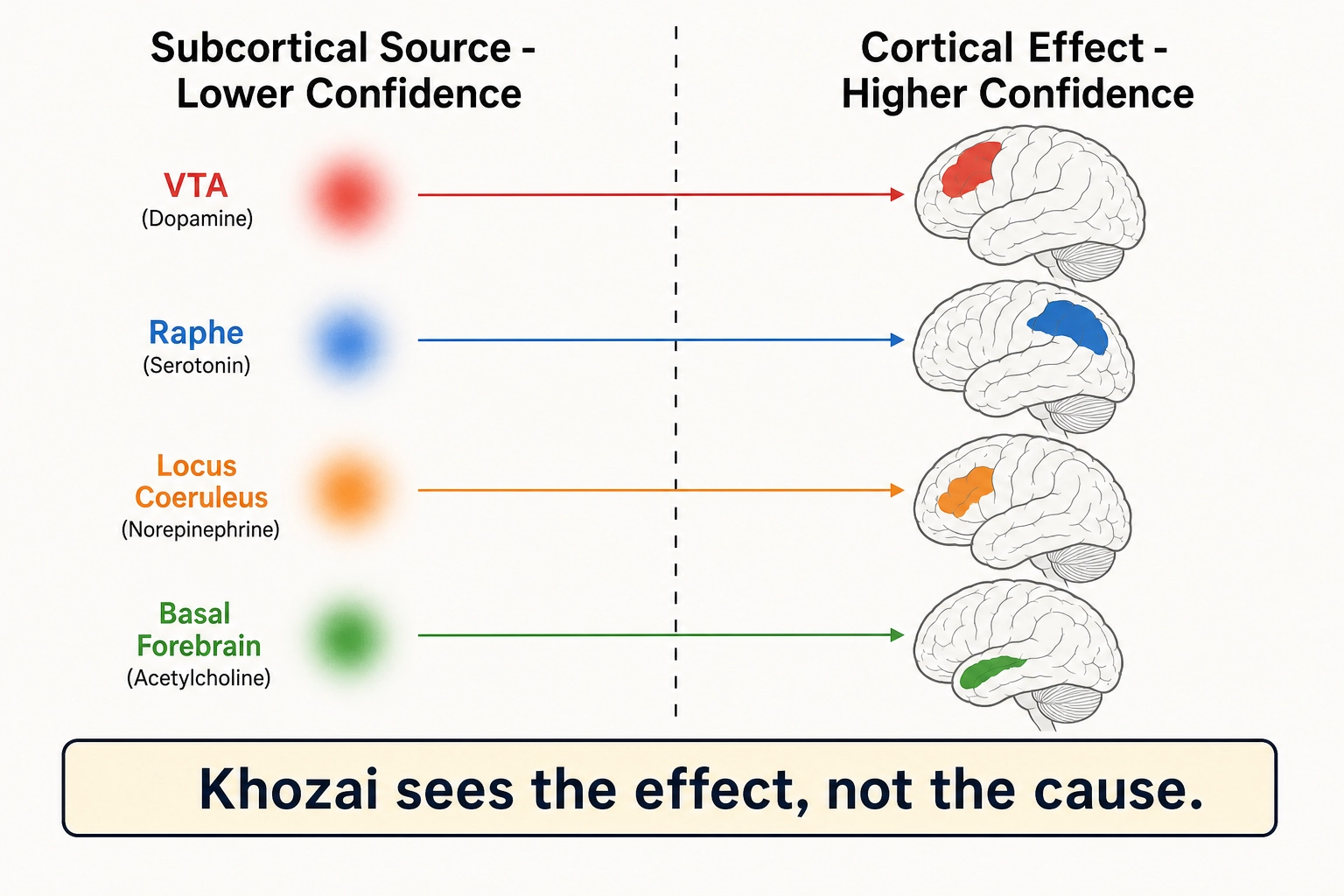 The visibility split. Subcortical chemical sources (VTA, raphe nuclei, locus coeruleus, basal forebrain) are predicted at lower confidence because they are small and deep. Their cortical effects (frontoparietal activation, limbic shifts, attention mode changes) are predicted at higher confidence because they appear on the cortical surface. Khozai sees the effect, not the cause.
