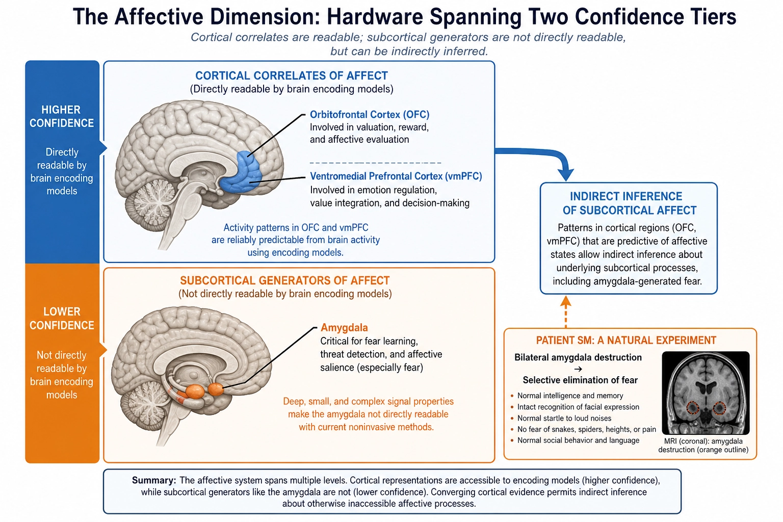 The Affective dimension spanning two confidence tiers. Higher confidence (cortical surface): orbitofrontal cortex and ventromedial prefrontal cortex, readable by brain encoding models. Lower confidence (subcortical): amygdala, not directly readable. Patient SM case: bilateral amygdala destruction selectively eliminated fear while all other dimensions remained intact.