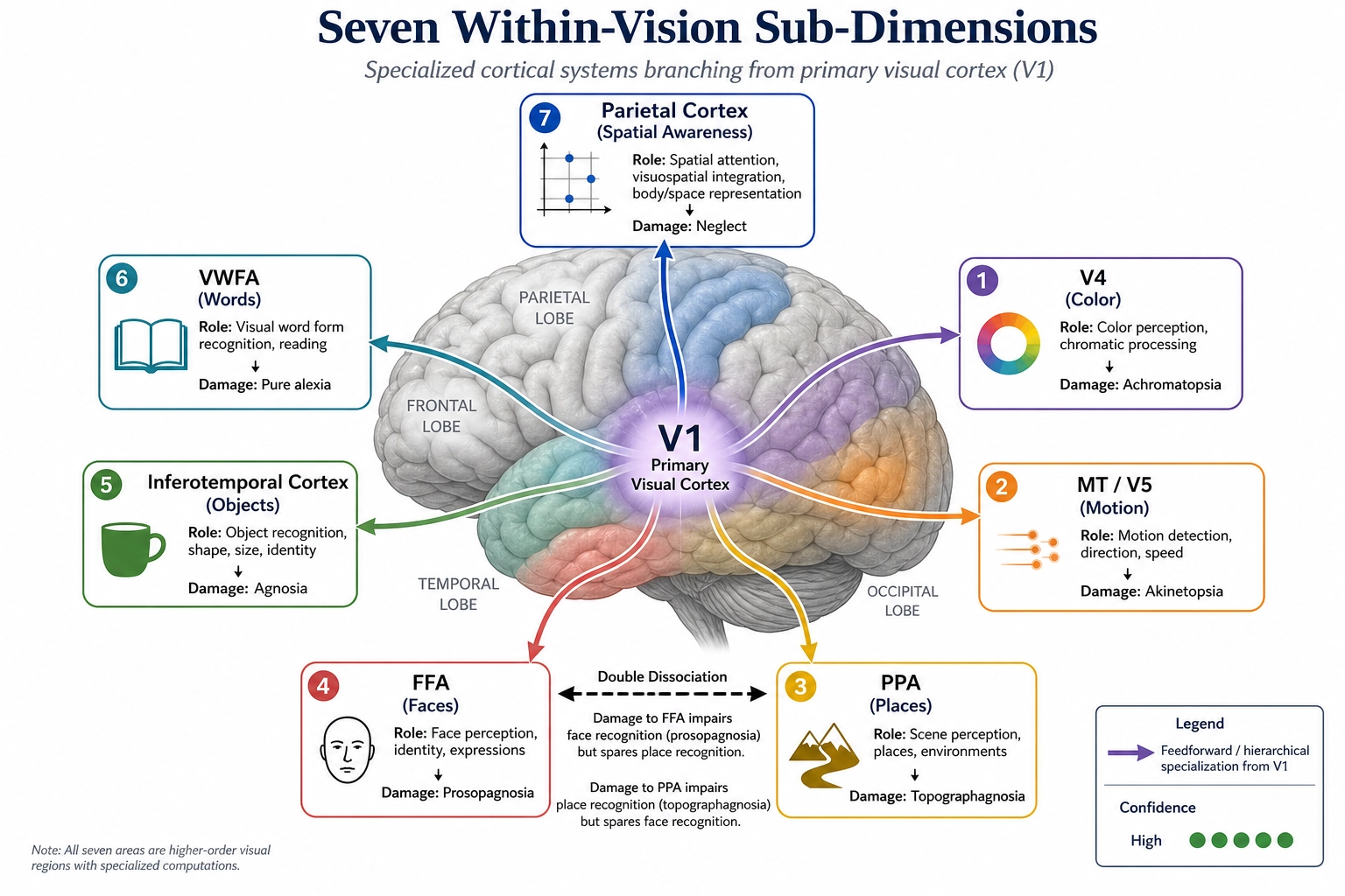 Seven within-vision sub-dimensions mapped onto the visual cortex. V1 as the parent, with specialized areas: V4 (color/achromatopsia), MT/V5 (motion/akinetopsia), FFA (faces/prosopagnosia), PPA (places/topographagnosia), inferotemporal (objects/agnosia), VWFA (words/pure alexia), parietal (spatial/neglect). All at higher confidence.