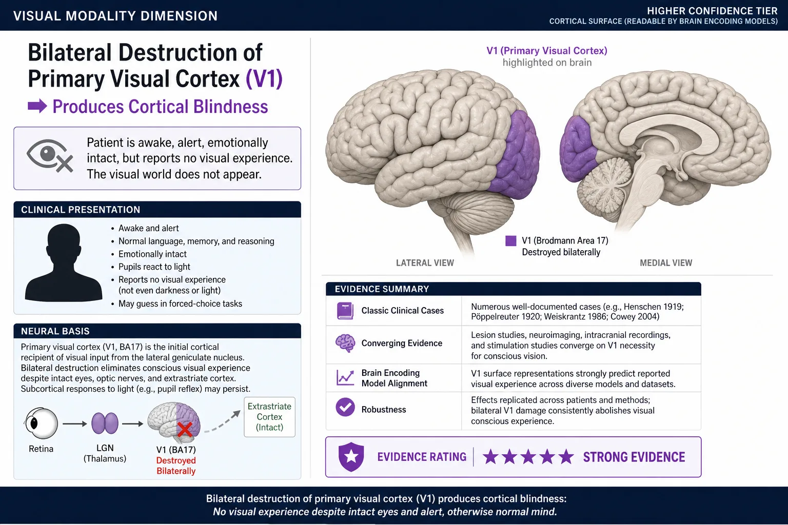 Visual modality: bilateral V1 destruction produces cortical blindness while all other dimensions remain intact. The visual pathway from retina through lateral geniculate nucleus to V1 is the obligatory cortical entry point. Higher confidence tier (cortical surface, readable by TRIBE v2). Primary input channel for screen-mediated content.