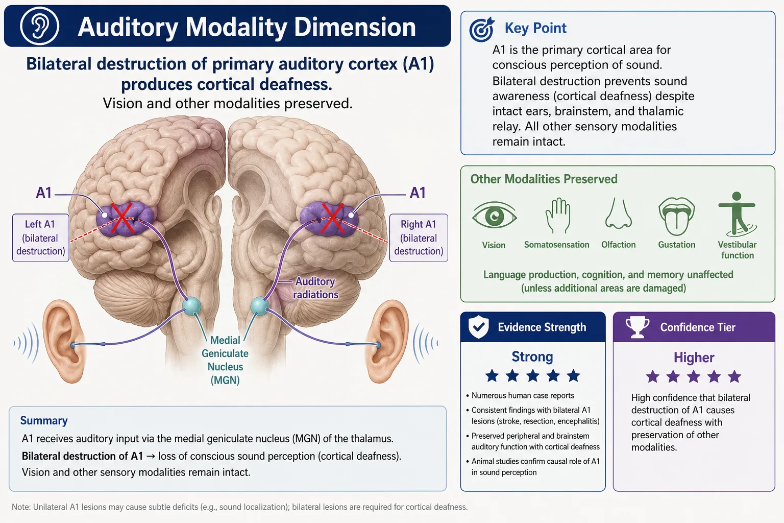 Auditory modality: bilateral A1 destruction produces cortical deafness with vision and other modalities preserved. Medial geniculate nucleus projects to A1 as the obligatory cortical entry point for hearing. Higher confidence tier. Second primary input channel for video content.