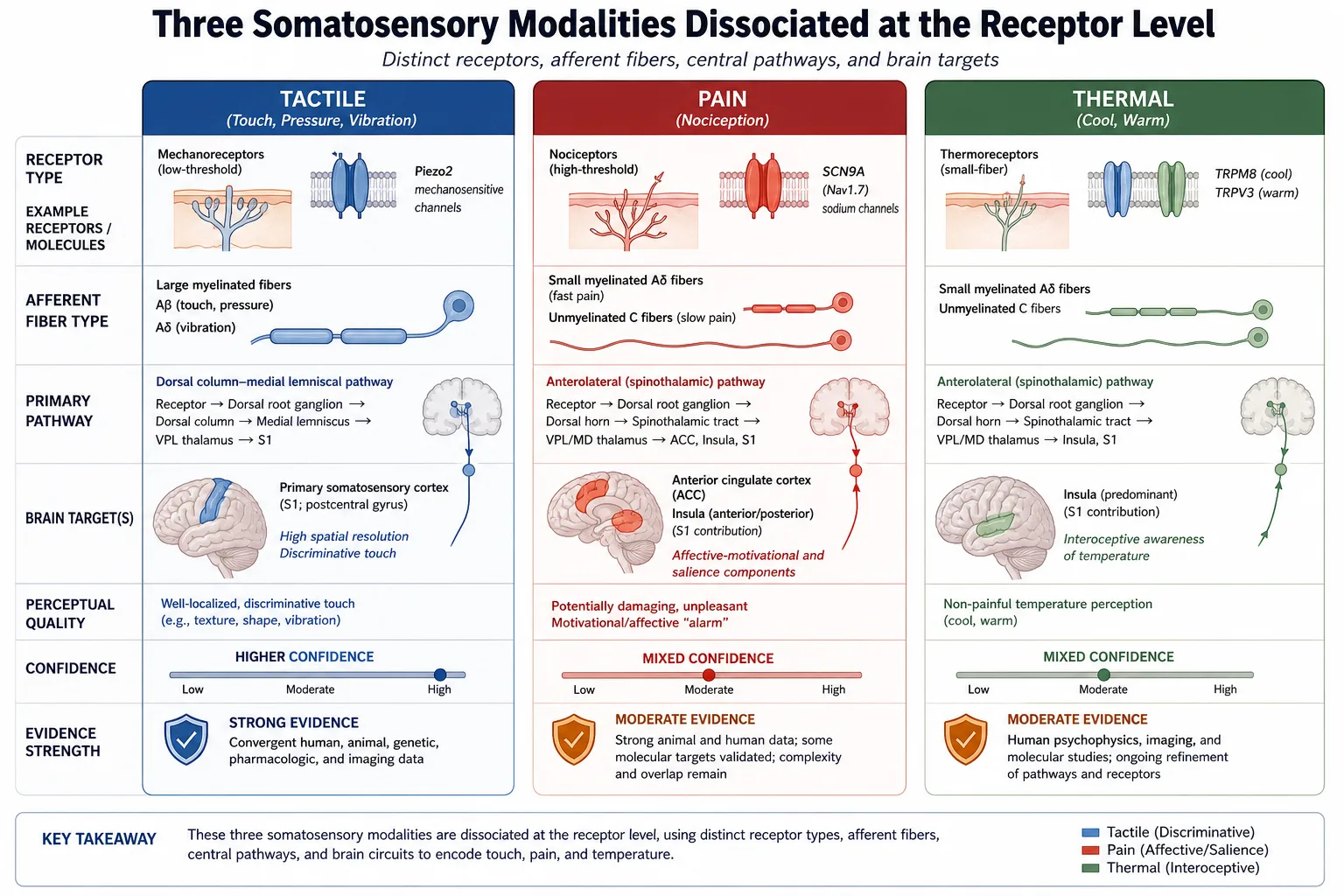 Three sensory modalities with selective elimination evidence. Tactile: large-fiber neuropathy eliminates touch while pain and temperature remain (higher confidence, somatosensory cortex). Pain: SCN9A mutation eliminates pain while all other modalities remain (mixed confidence). Thermal: small-fiber neuropathy eliminates temperature while touch and proprioception remain (mixed confidence).