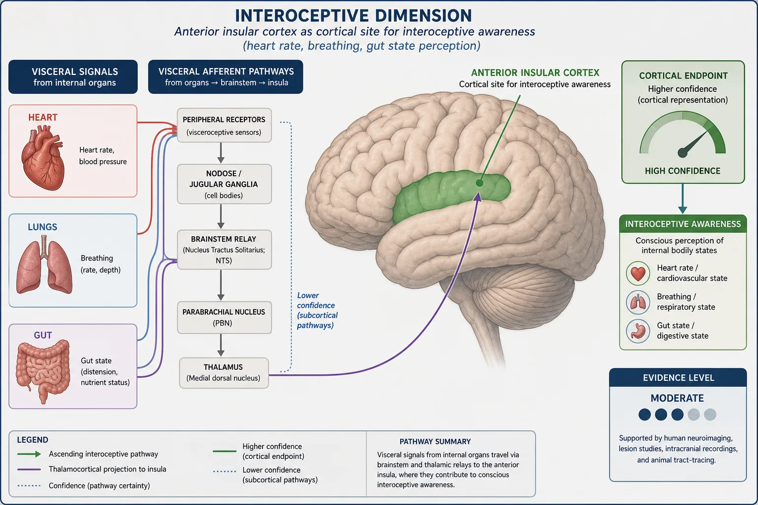 Interoceptive dimension: anterior insular cortex lesions reduce awareness of internal body state (heartbeat, breathing, gut state). Confidence transition from lower (visceral afferents, subcortical) to higher (anterior insular cortex, cortical surface). TRIBE v2 reads the cortical endpoint. Indirect but real engagement through visceral responses to content.