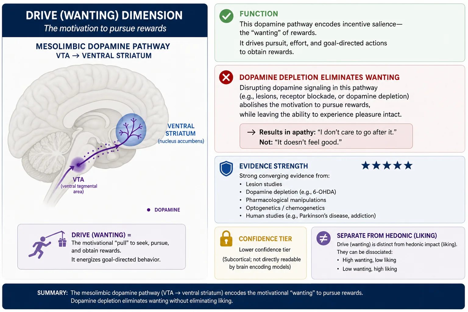 Drive (wanting): dopamine depletion in the mesolimbic pathway eliminates reward pursuit while hedonic response remains intact. VTA to ventral striatum projection. Lower confidence tier (subcortical, not directly readable by TRIBE v2). Inferred from cortical correlates and behavioral signals in Vp.