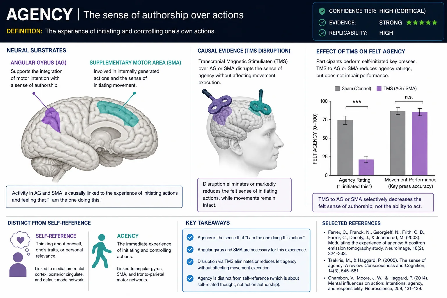 Agency: angular gyrus and supplementary motor area (SMA) disruption eliminates the felt sense of authorship over actions while motor capability remains intact. Higher confidence tier (cortical surface). Single dissociation: agency lost but action preserved. Largely indirect in passive video viewing.
