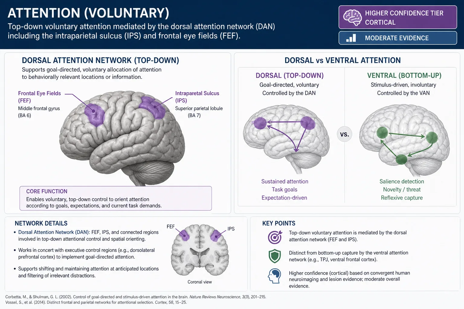 Attention (voluntary): dorsal attention network damage (intraparietal sulcus and frontal eye fields) impairs top-down voluntary attentional control while stimulus-driven capture remains intact. Higher confidence tier (cortical surface, readable by TRIBE v2). Partly under viewer control rather than fully content-driven.