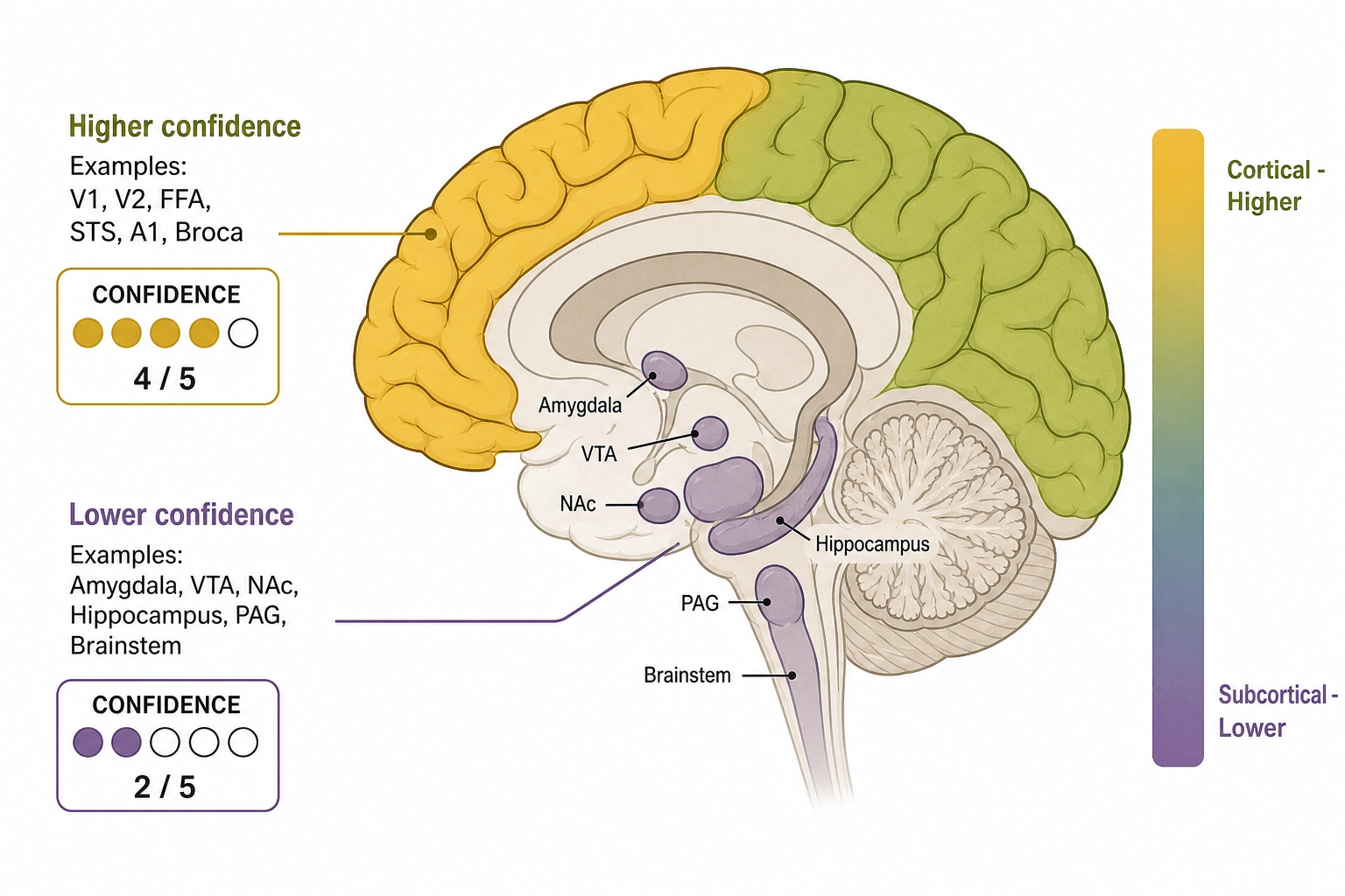 Confidence tiers across the brain: cortical surface predictions (higher confidence, bright) versus subcortical structure predictions (lower confidence, dim).