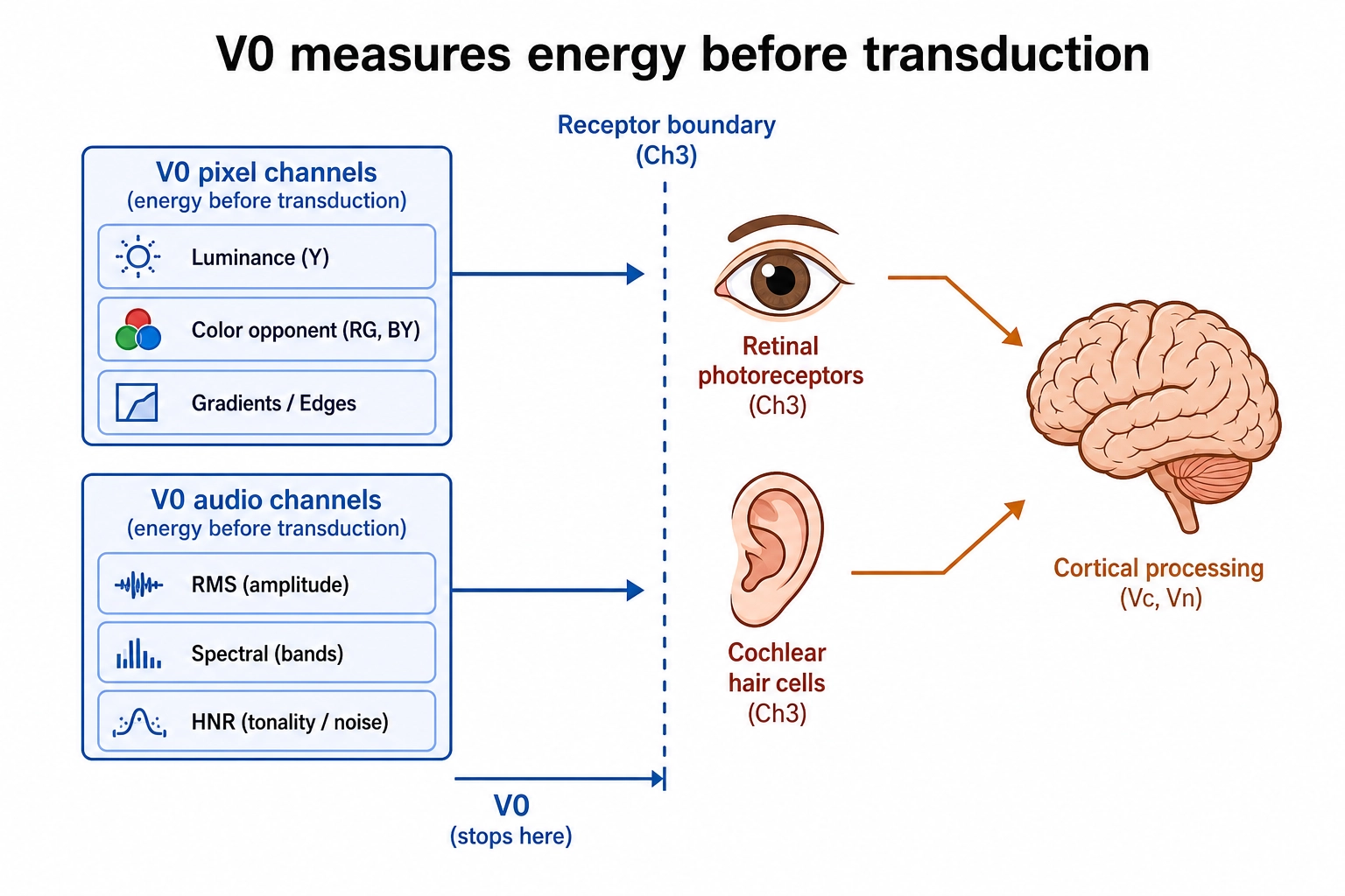 V₀ measures the physical energy before receptor transduction: pixel channels map to retinal photoreceptors, audio channels map to cochlear hair cells, and cortical processing begins where V₀ ends.