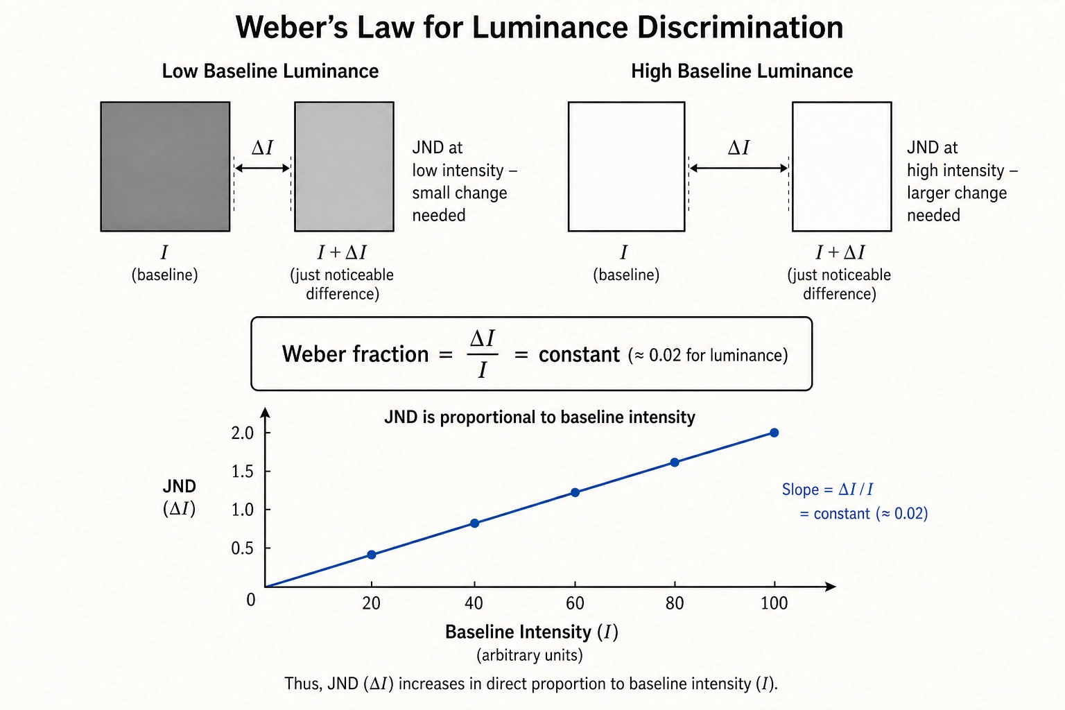 Weber's Law for luminance discrimination. The just-noticeable difference (JND) is proportional to baseline intensity: at low luminance, a small absolute change is detectable; at high luminance, a larger absolute change is needed. The Weber fraction (delta-I divided by I) remains approximately constant at 0.02 for luminance in photopic conditions.