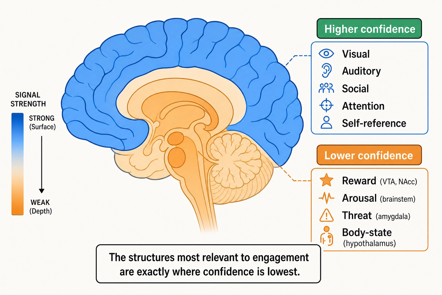 The subcortical confidence gap. The cortical surface (higher confidence) covers visual, auditory, social, attention, and self-reference processing. Subcortical structures (lower confidence) cover reward (VTA, nucleus accumbens), arousal (brainstem), threat (amygdala), and body-state (hypothalamus). Signal strength decreases from surface to depth -- and the structures most relevant to engagement sit exactly where confidence is lowest.